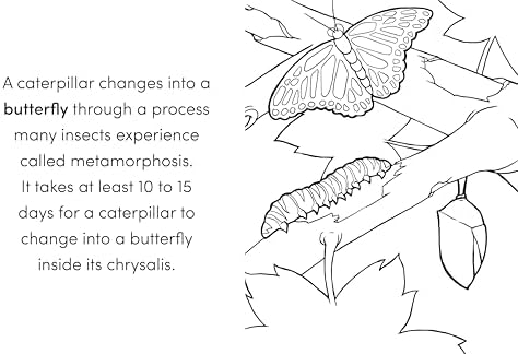 Bug Book for Kids: Coloring Fun and Awesome Facts (A Did You Know? Coloring Book) by Katie Henries-Meisner