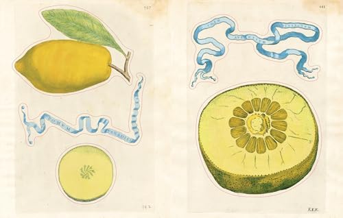John Derian Sticker Book II by John Derian