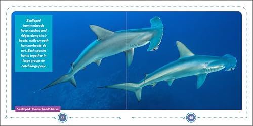 My First Book of Sharks: All About the Largest Fish in the Sea for Kids by Buzz Bishop