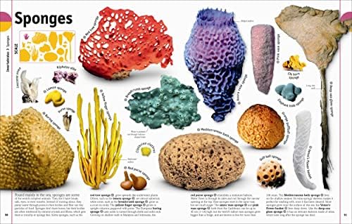 The Animal Book: A Visual Encyclopedia of Life on Earth (DK Our World in Pictures) by David Burnie