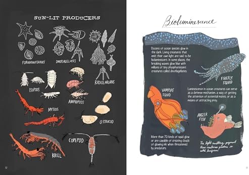 Ocean Anatomy: The Curious Parts & Pieces of the World under the Sea by Julia Rothman