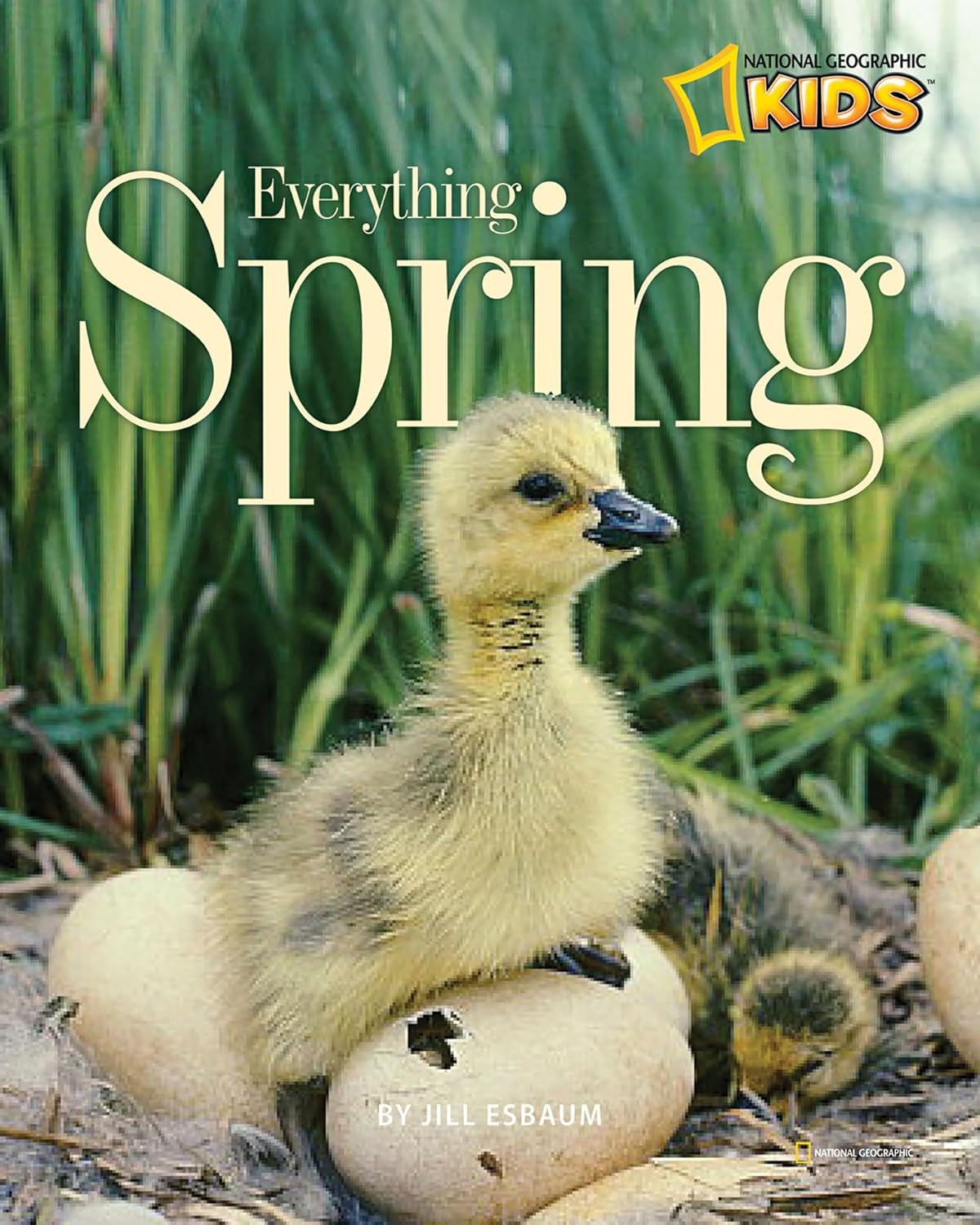 Everything Spring (Picture the Seasons) by Jill Esbaum